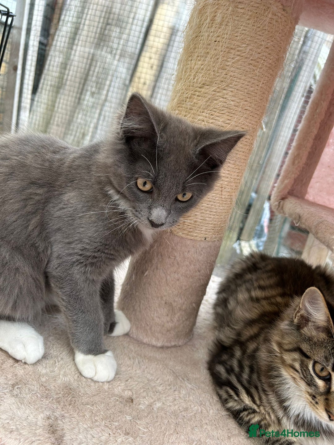 Maine Coon cats for sale: X Maine coon kits - Image 20