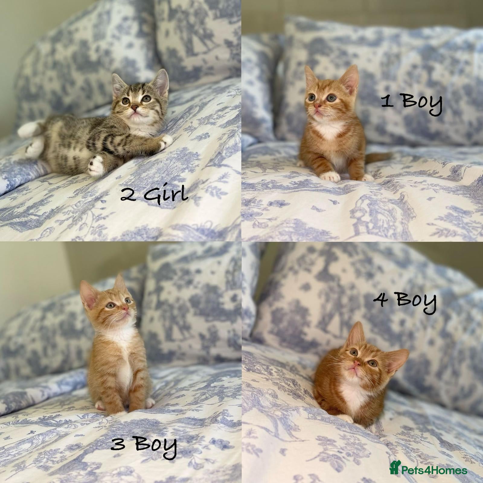 Mixed Breed cats Beautiful kittens ready now  - Advert 15