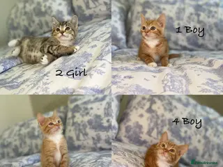 Mixed Breed cats Beautiful kittens ready now - Advert 15