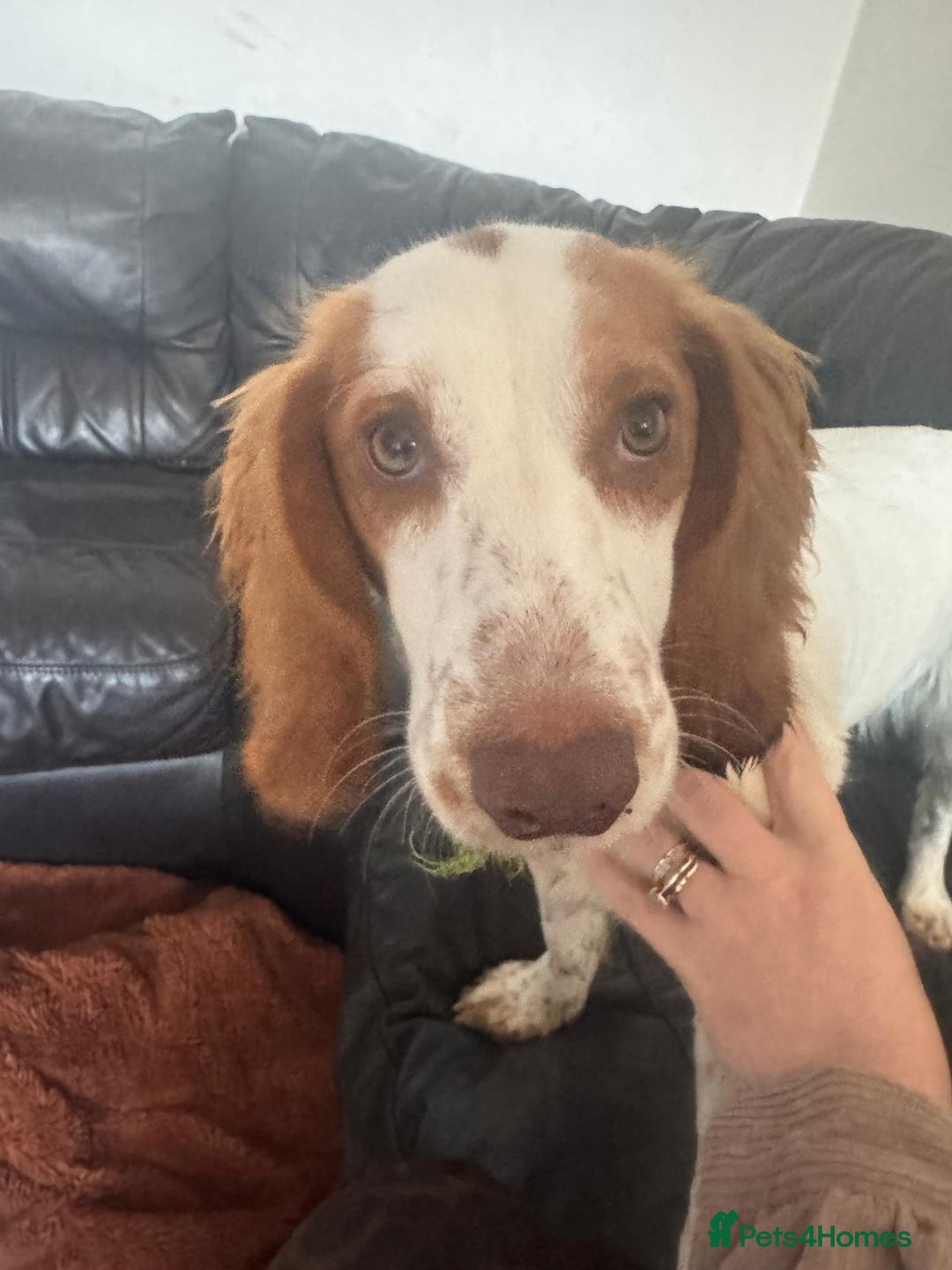 Cocker Spaniel dogs for sale: 11 Mnth Cocker Span Looking for Experienced Home - Advert 3