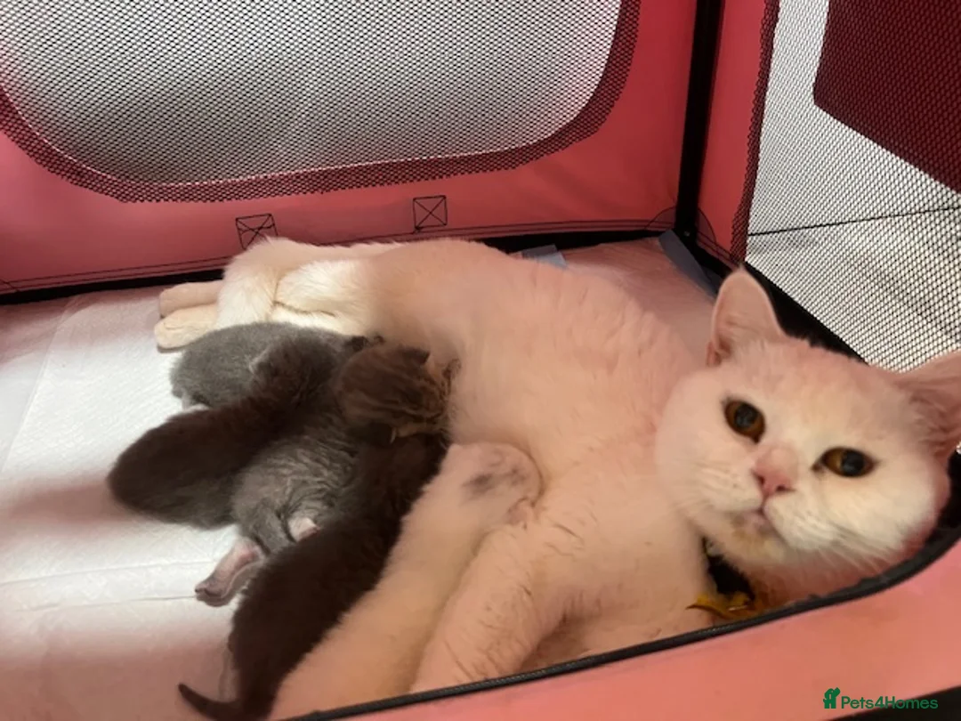 British Shorthair cats for sale: Adorable British Shorthair Kittens for Sale 🐾 - Advert 8