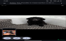 Toy Poodle dogs for sale: Asian poodle girls  - Image 4