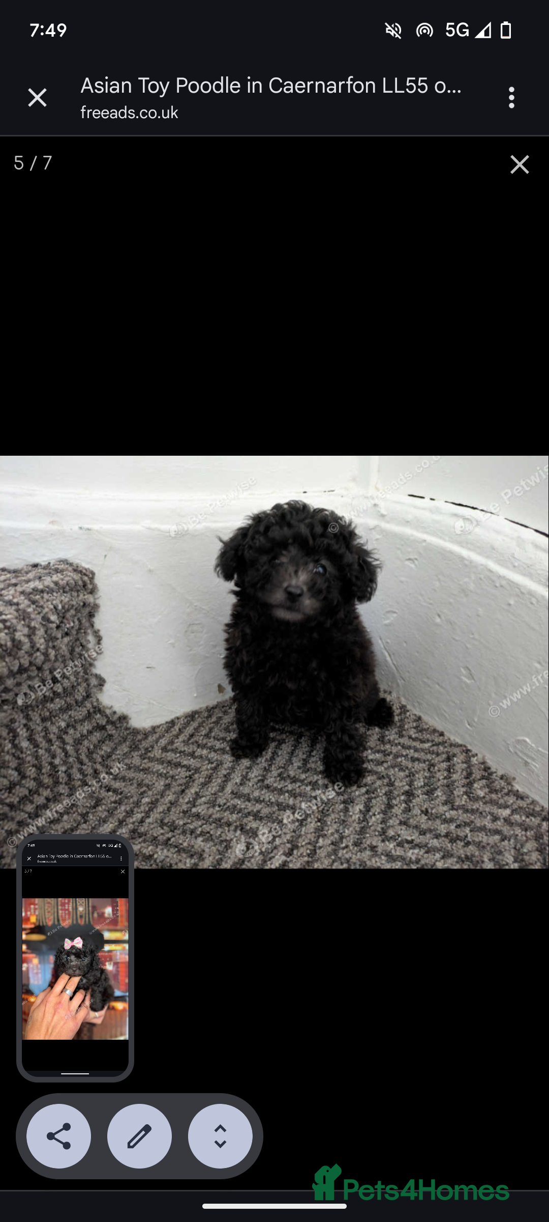 Toy Poodle dogs for sale: Asian poodle girls  - Image 4
