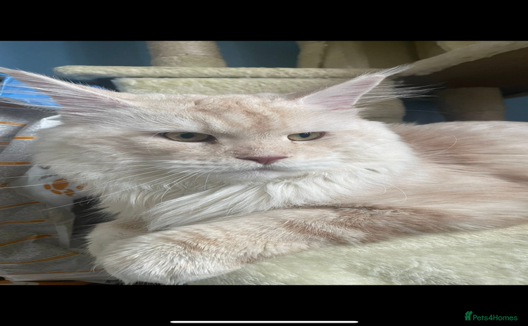 Maine Coon cats - Advert 1