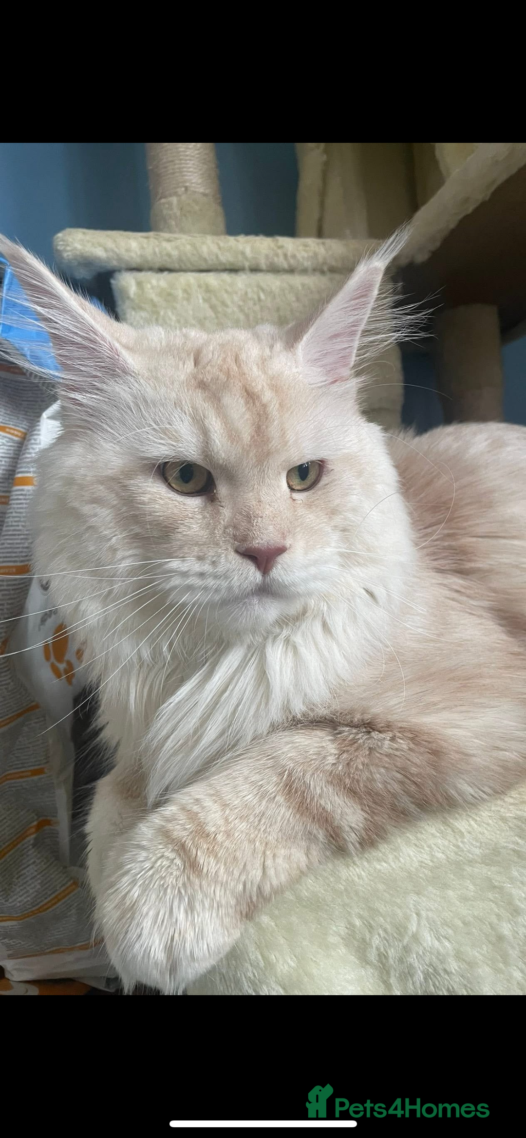 Maine Coon cats for stud: 🏆🏆INTERNATIONAL CHAMPION LINE TICA STUD🏆🏆 - Image 6