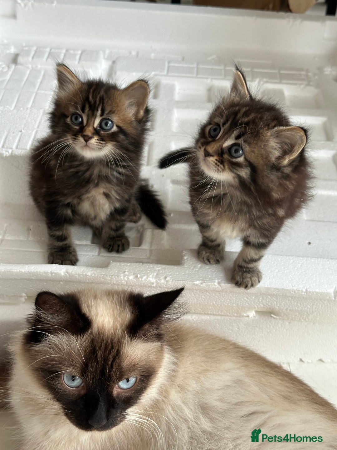 Mixed Breed cats for sale: Ragdoll Cross Kittens, 2 boys 1 girl - Advert 25