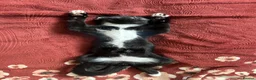 Mixed Breed cats for sale: Pair of kittens to go together  - Advert 11