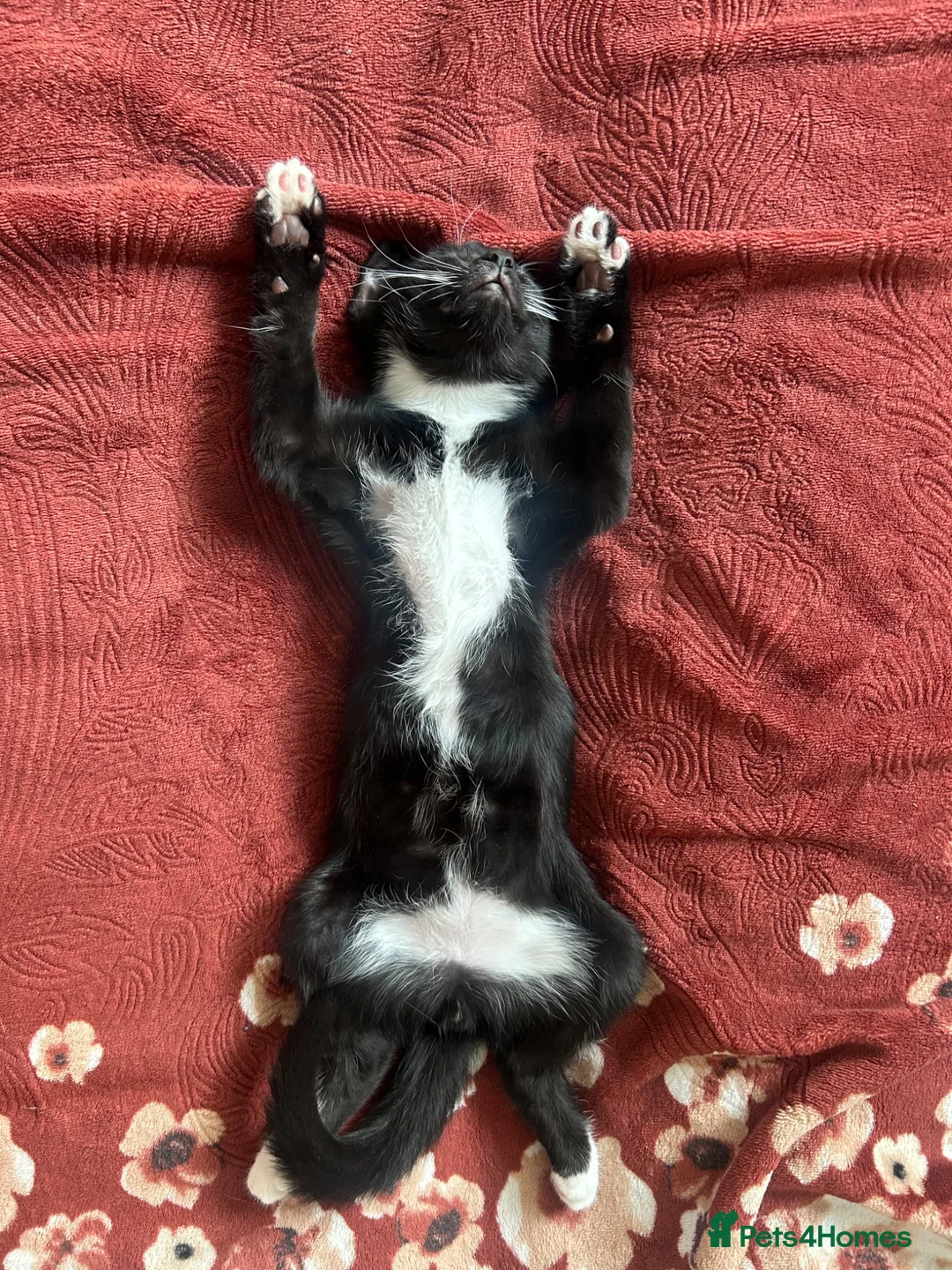 Mixed Breed cats for sale: Pair of kittens to go together  - Advert 11