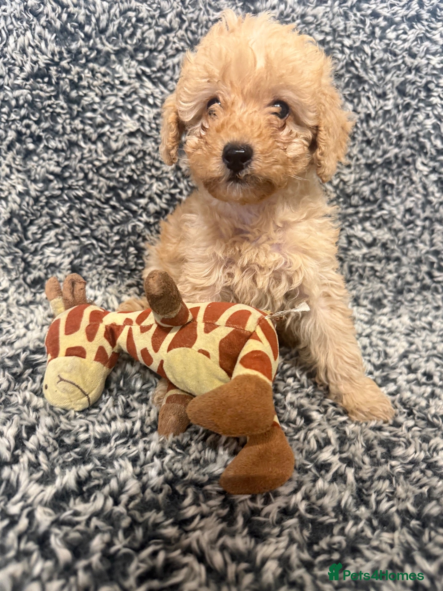 Labradoodle dogs Beautiful small / miniature labradoodles  - Advert 1