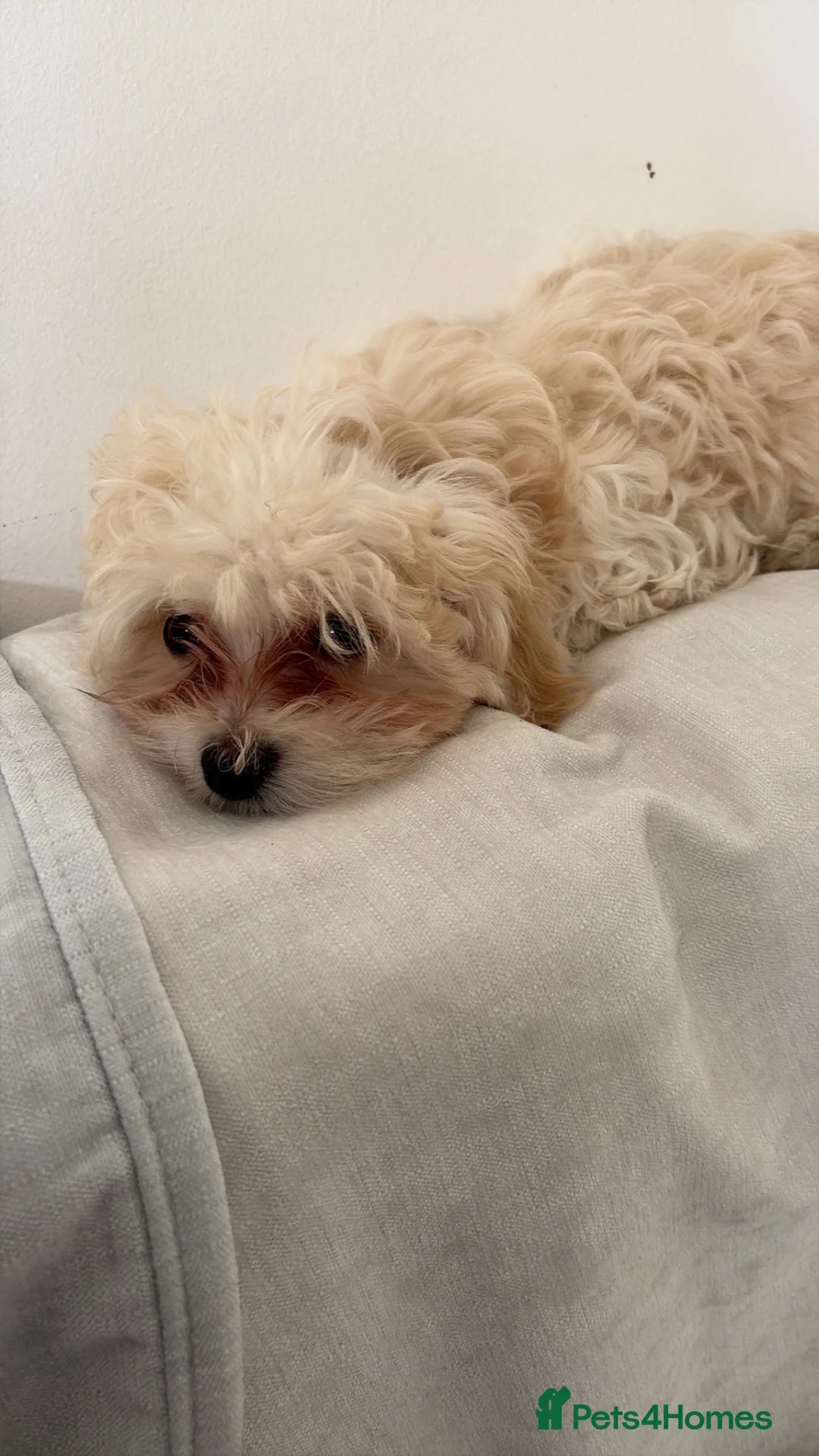Maltipoo dogs for sale: Toy Size maltipoo boys in London - Advert 22