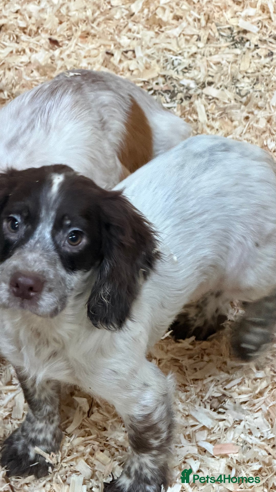 Sprocker dogs for sale: 4 Sprocker Spaniels  - Advert 4