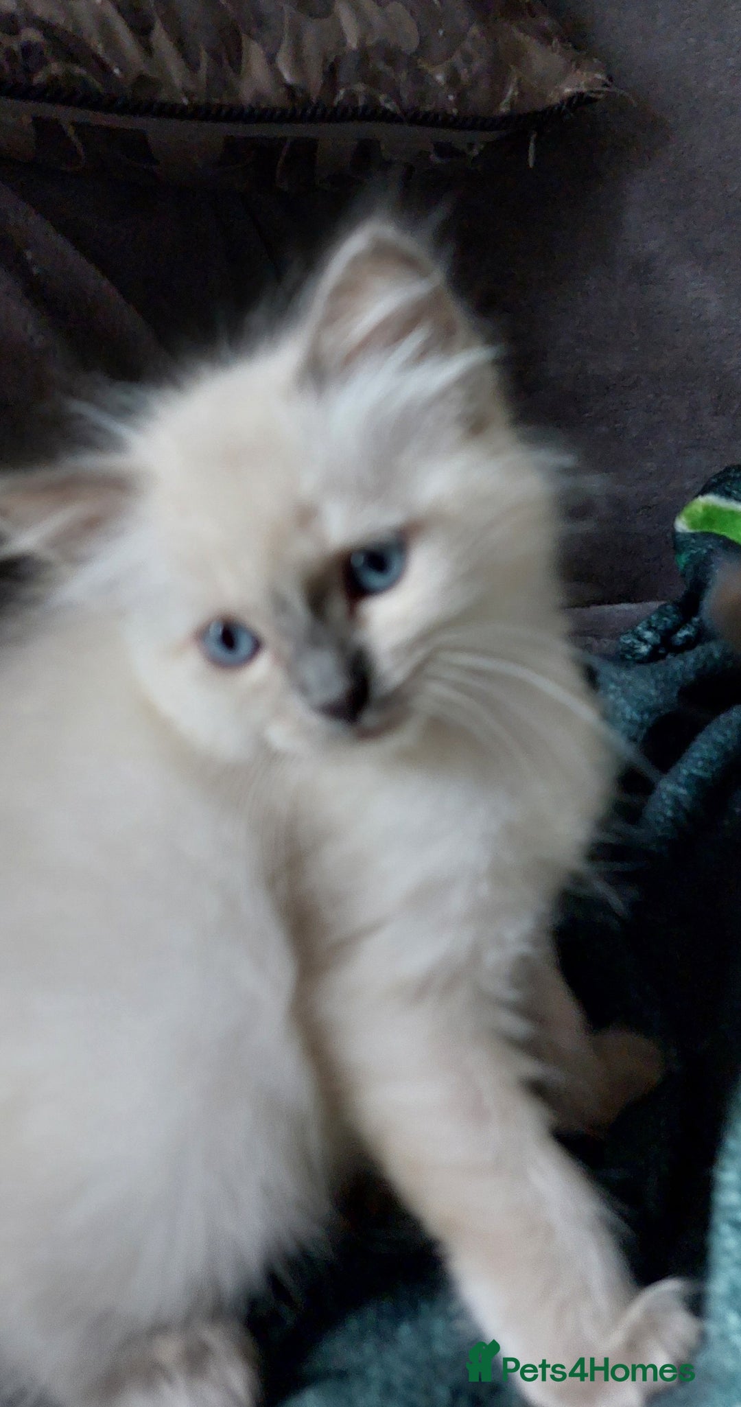 Ragdoll cats for sale: 5 beautiful ragdoll kittens ready to leave now - Image 10