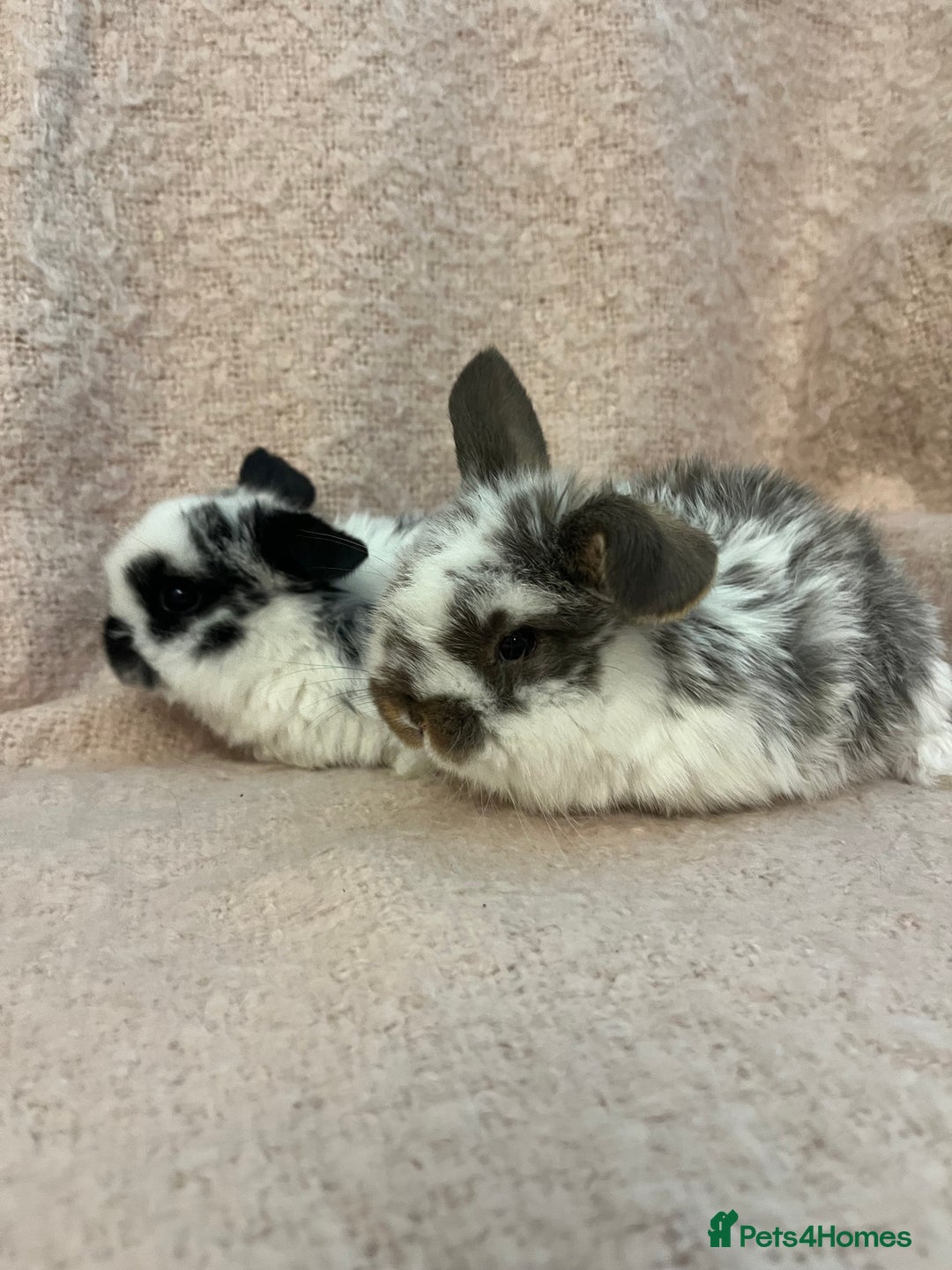 Mini Lop rabbits for sale: Gorgeous mini lops  - Advert 4