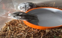 Hamster rodents for sale: Supertamed Russian white dwarf Baby Hamsters - Image 16