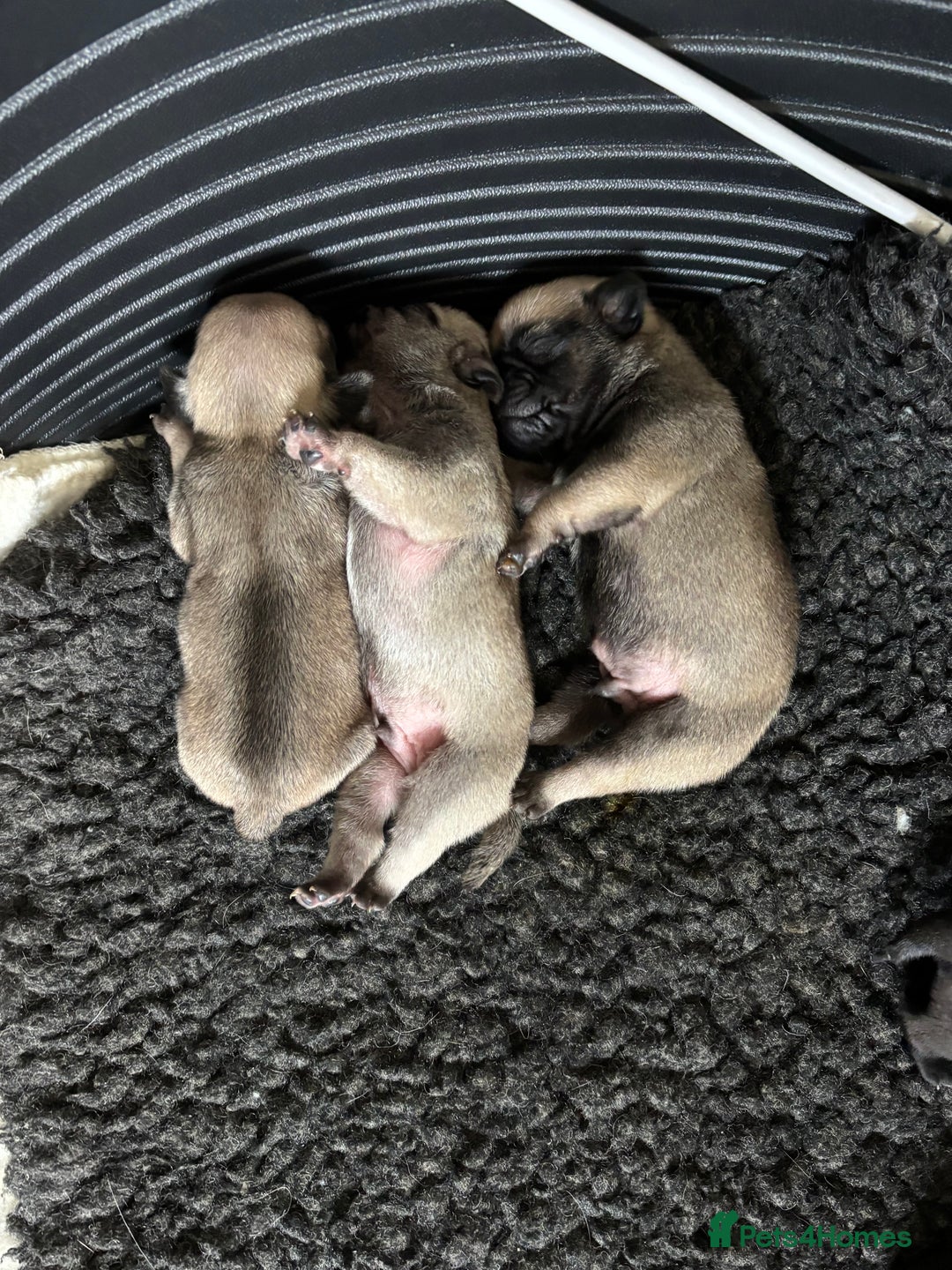 Pug dogs for sale: 🐾 Adorable Pug Puppies for Sale 🐾 - Image 5