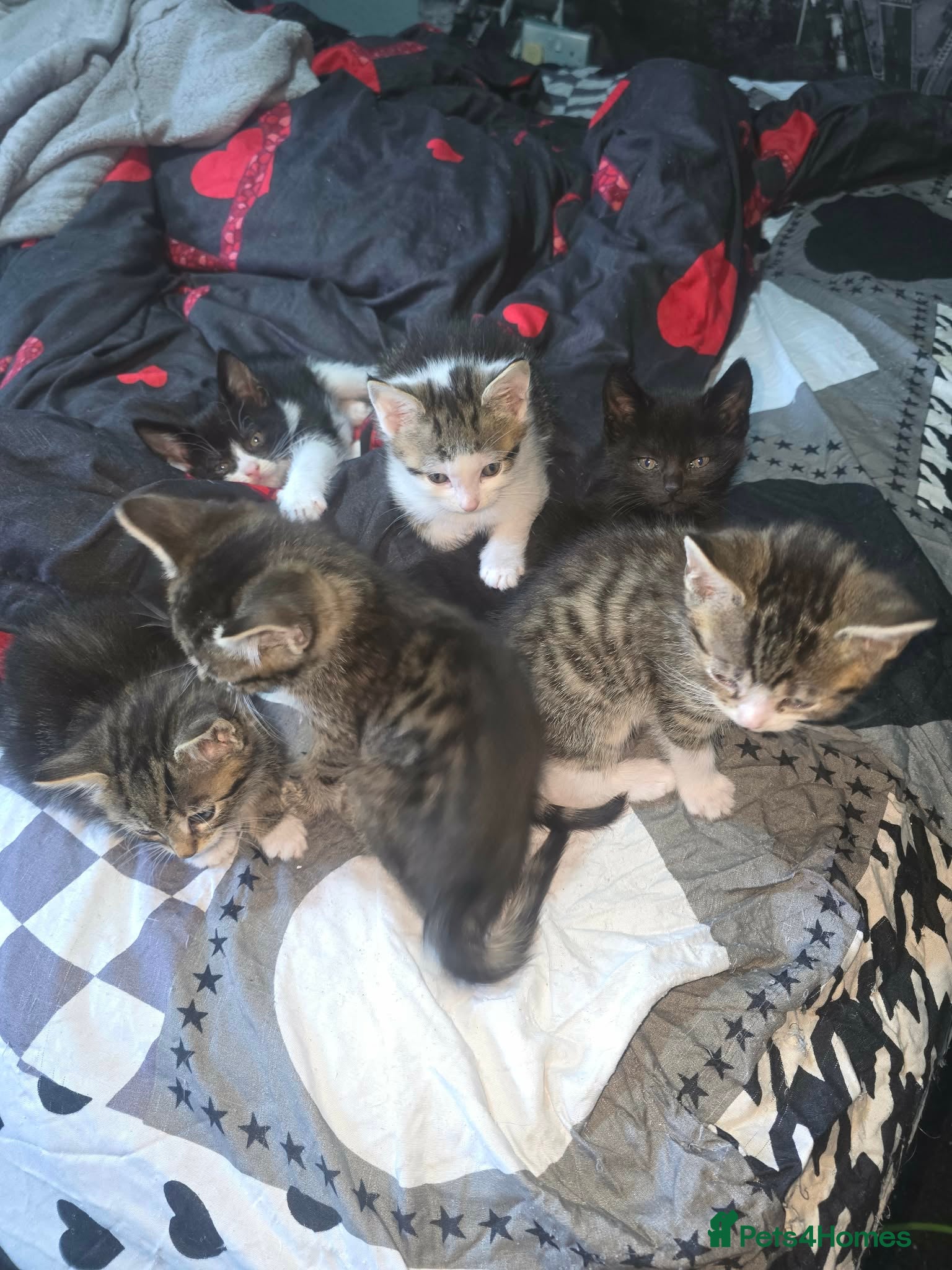 Mixed Breed cats Kittens - Advert 8