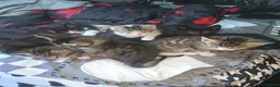 Mixed Breed cats for sale: Kittens - Advert 1