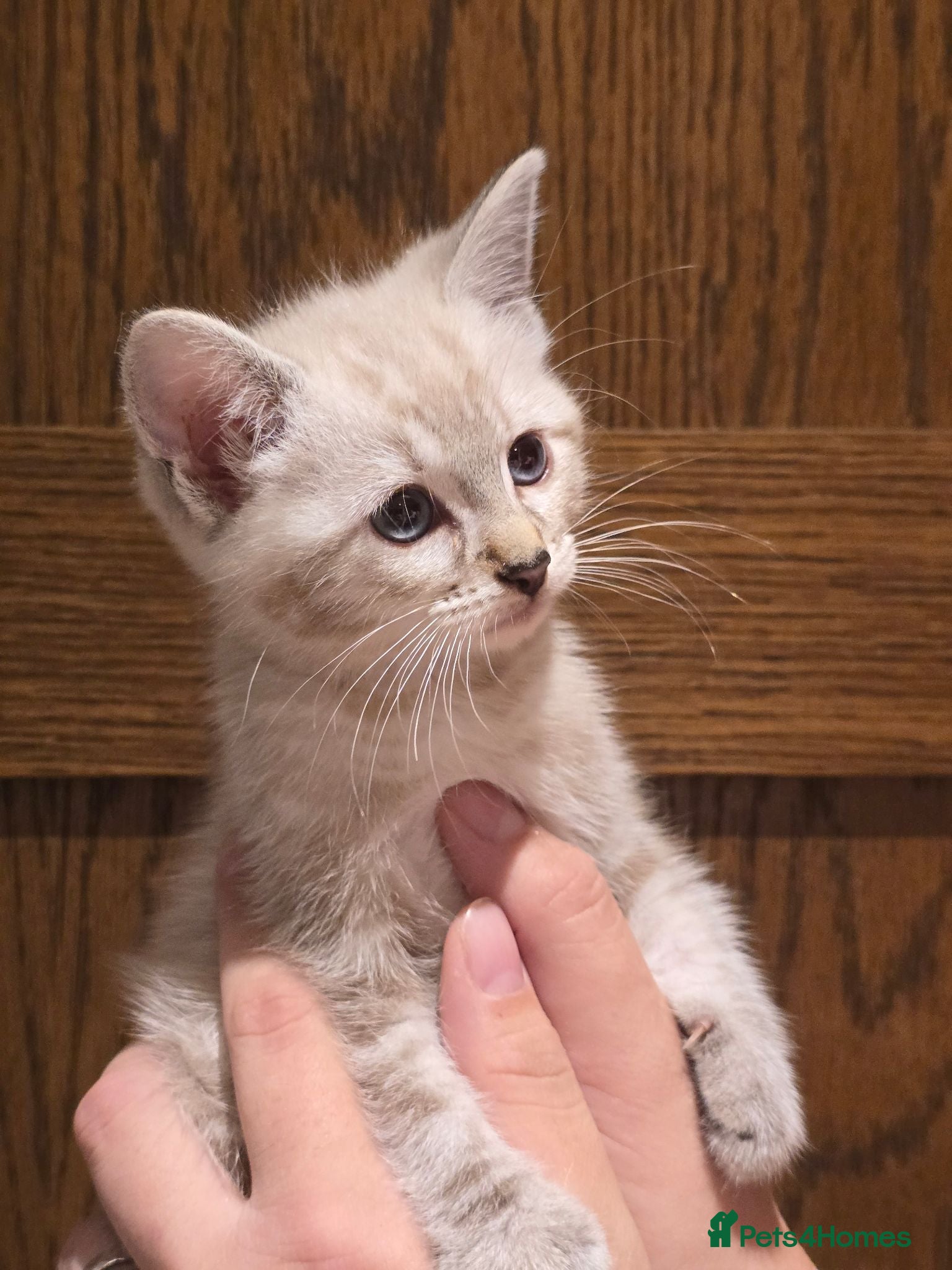 Mixed Breed cats Gorgeous Ragdoll Cross Kittens  - Advert 3