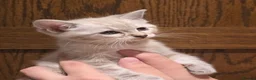 Mixed Breed cats for sale: Gorgeous Ragdoll Cross Kittens  - Advert 1