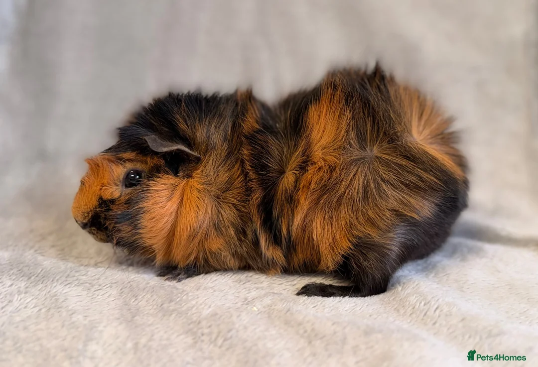 Guinea Pig rodents for sale: ✨ Retired Show Abyssinian Boars ✨ - Advert 7