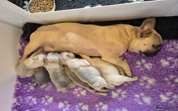 French Bulldog dogs for sale: 5* Council License breeder of 6 stunning Pups. - Image 8