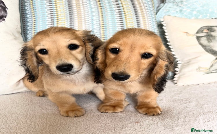 Miniature Dachshund dogs in Craven Arms - Advert 14