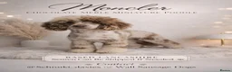 Miniature Poodle dogs for stud: Chocolate Merle Miniature Poodle  - Advert 1