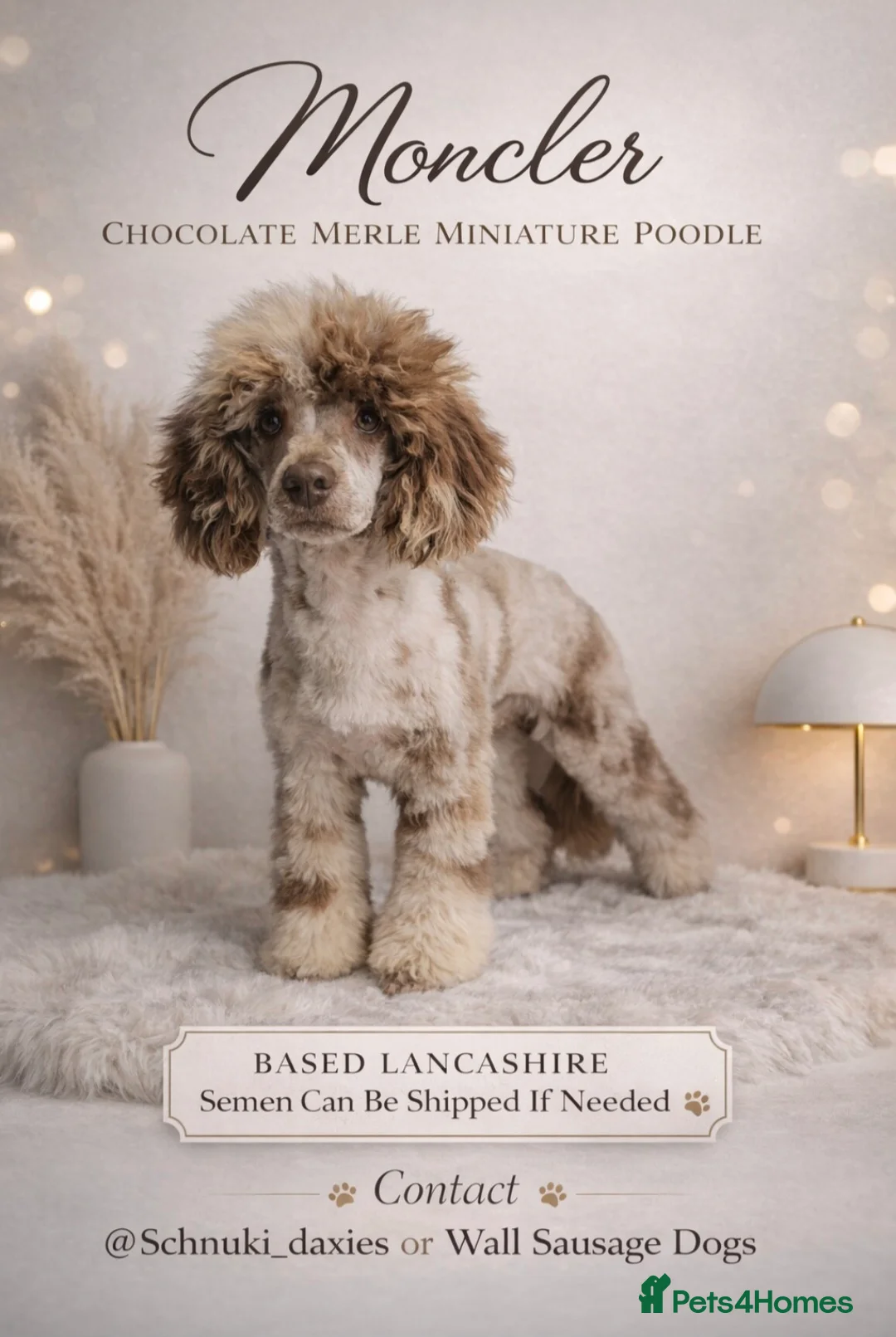 Miniature Poodle dogs for stud: Chocolate Merle Miniature Poodle  - Advert 1