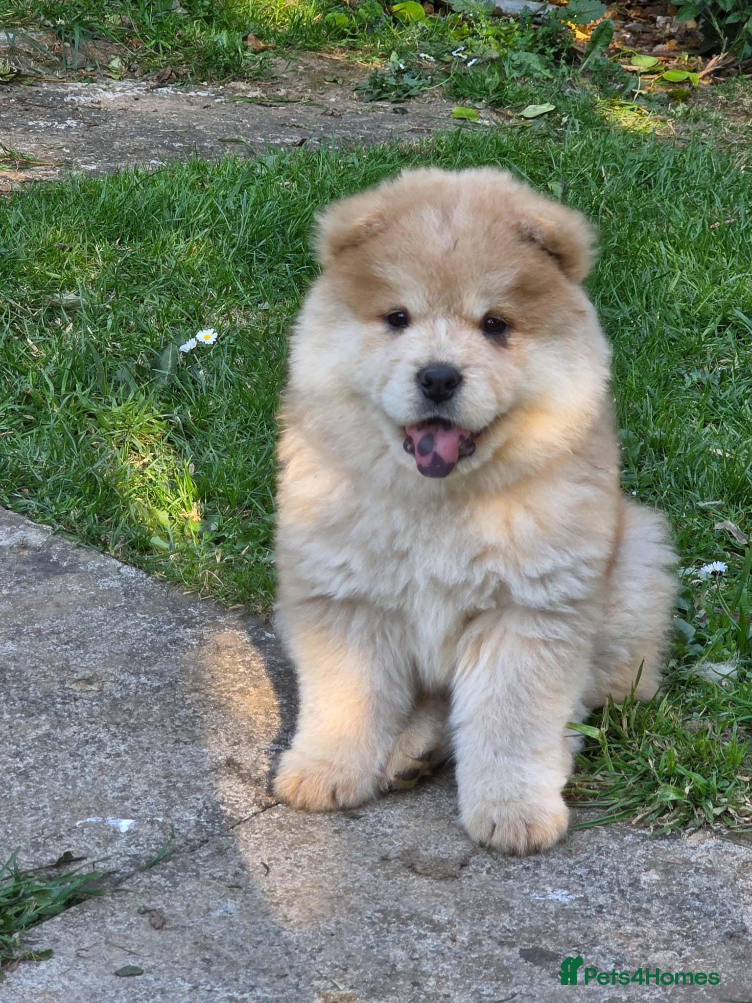 Chow Chow dogs 🐾Tiny trouble makers, ready to rule your home🐻 - Advert 2