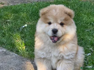 Chow Chow dogs 🐾Tiny trouble makers, ready to rule your home🐻 - Advert 2