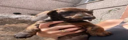 Miniature Dachshund dogs for sale: READY NOW red Brindle boy miniature dachshund  - Advert 10