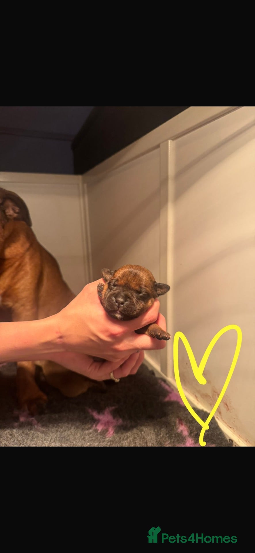 Staffordshire Bull Terrier dogs for sale: KC Reg Red Staffordshire Pups for Sale - Advert 12