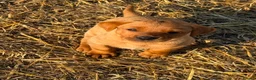 Labrador Retriever dogs for sale: Red Labrador Retriever puppies  - Advert 9