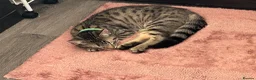 British Shorthair cats for sale: Beautiful little boy in Cannock - Advert 1