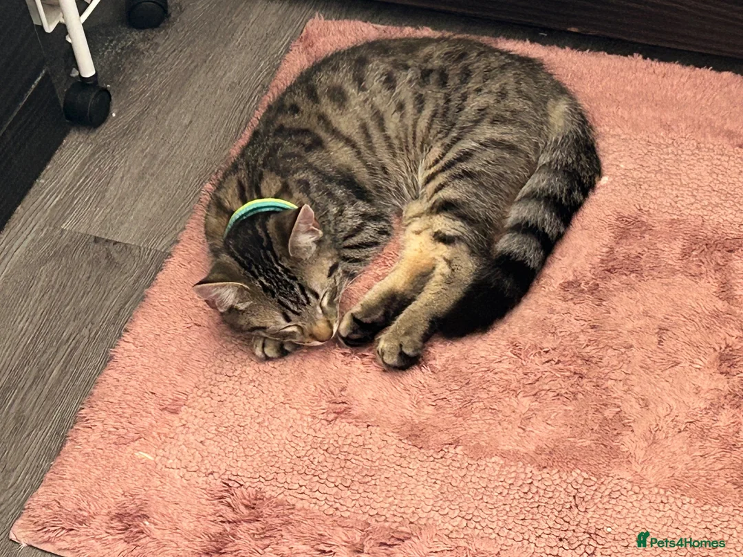 British Shorthair cats for sale: Beautiful little boy in Cannock - Advert 1