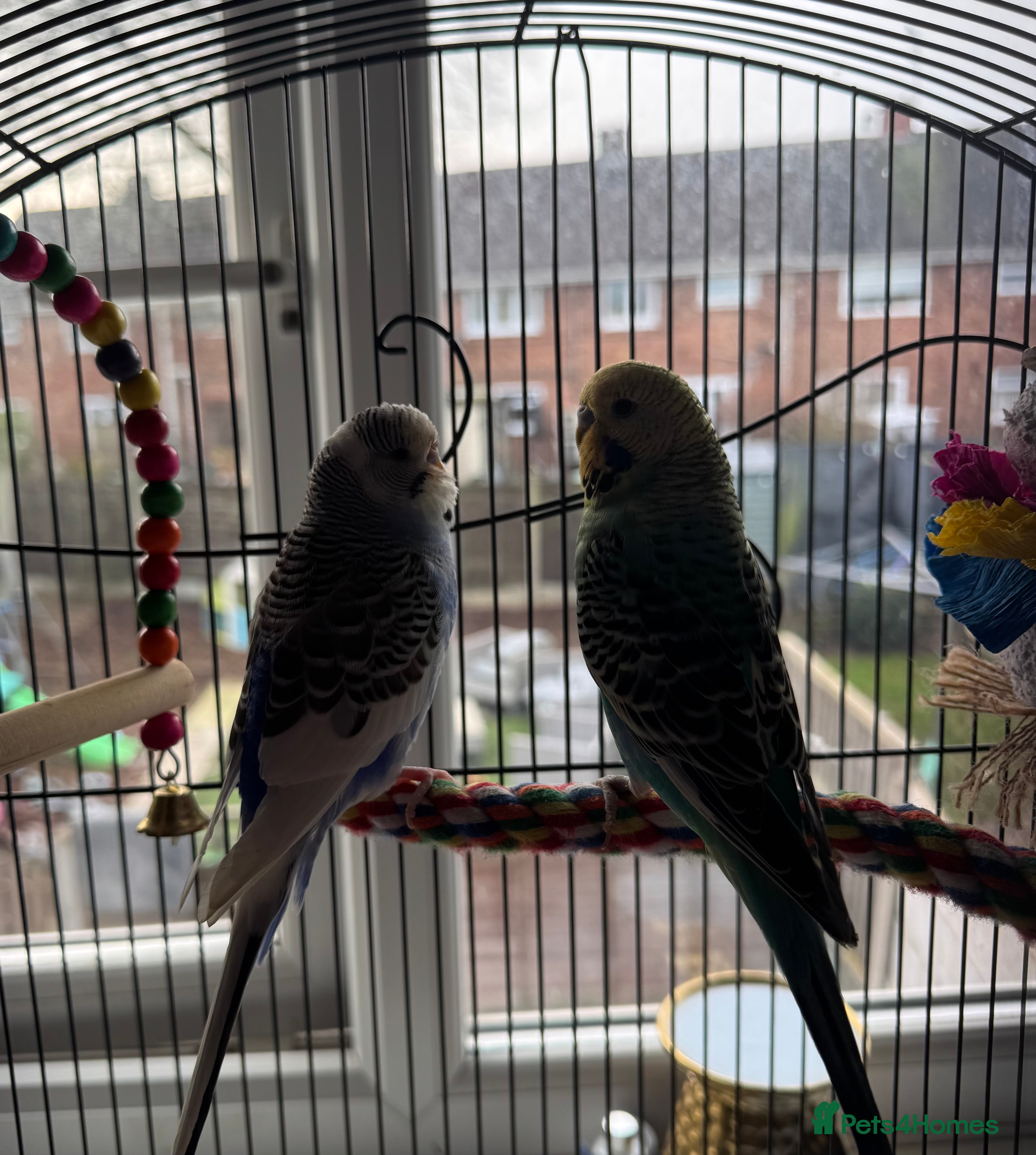 Budgerigars birds two budgies looking for new homes  - Advert 1