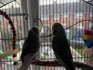 Budgerigars birds two budgies looking for new homes - Advert 1