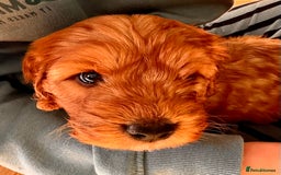 Mixed Breed dogs for sale: Cockapoo/Cavapoo Mix Puppies Available 10 Nov 25 - Image 23