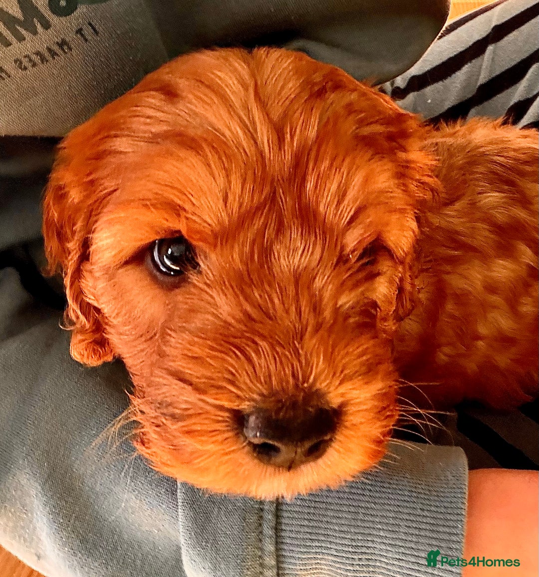 Mixed Breed dogs for sale: Cockapoo/Cavapoo Mix Puppies Available 10 Nov 25 - Image 23