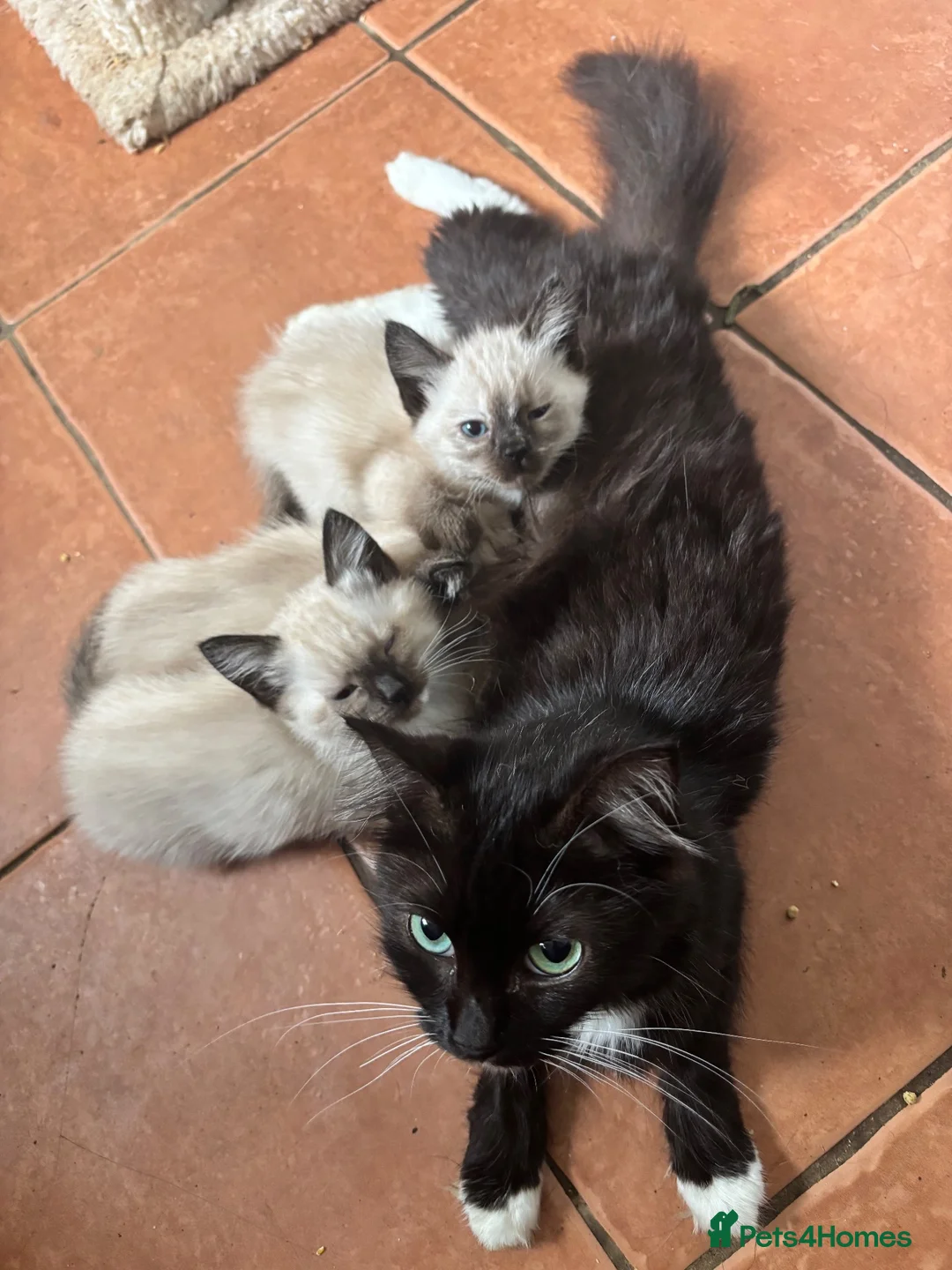 Ragdoll cats for sale: Ragdoll cross kittens  - Advert 8