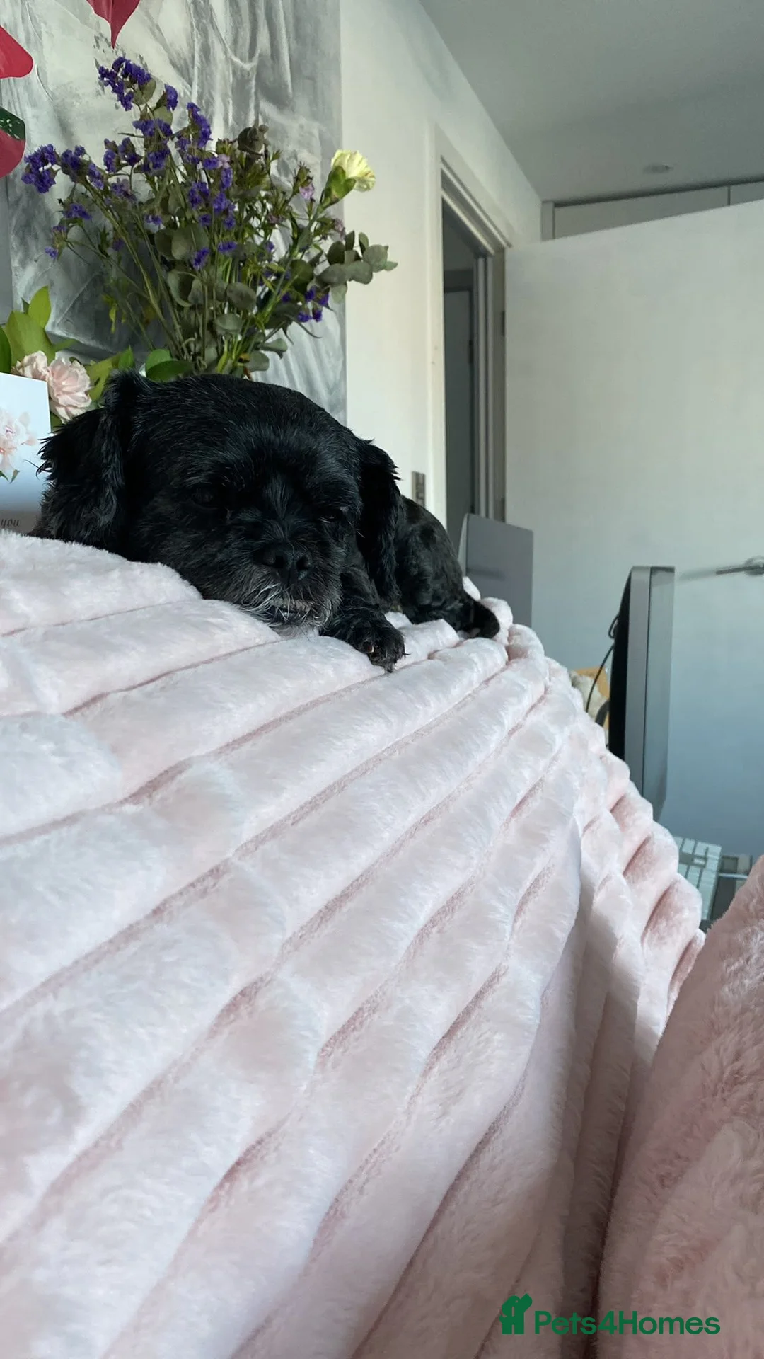 Mixed Breed dogs for adoption: Millie-Moo - Shih Tzu Cross for Adoption in Bristol - Advert 2