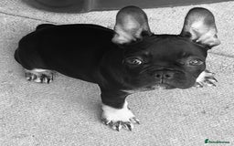 French Bulldog dogs for sale: Beautiful tiny girl Frenchie  - Image 8