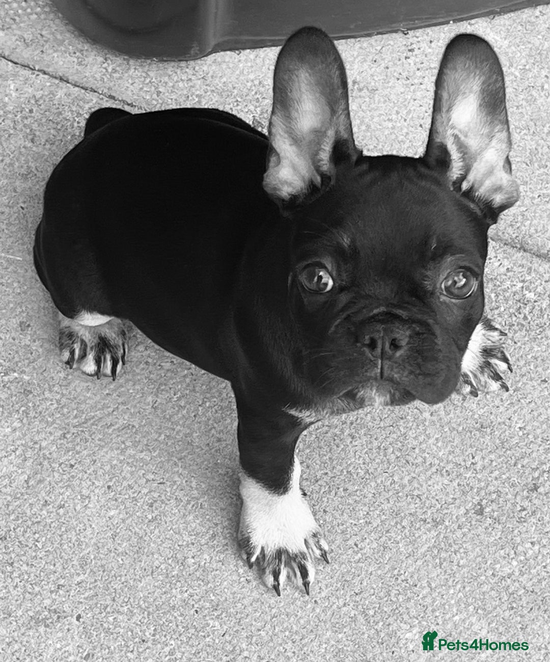 French Bulldog dogs for sale: Beautiful tiny girl Frenchie  - Image 8