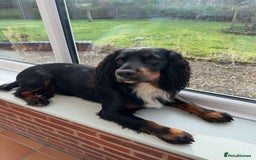 Cocker Spaniel dogs for sale: Cocker spaniels pups looking for a forever 🏡  - Image 9