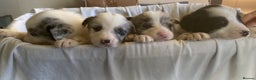 Border Collie dogs for sale: KC registered border collie puppies - Advert 17