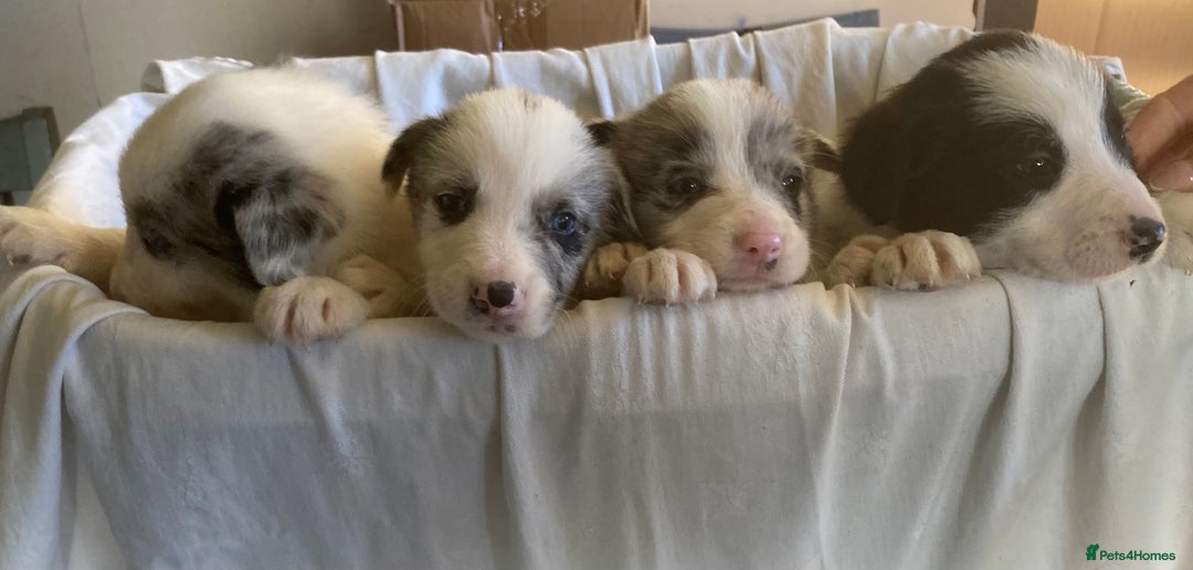 Border Collie dogs for sale: KC registered border collie puppies - Advert 17