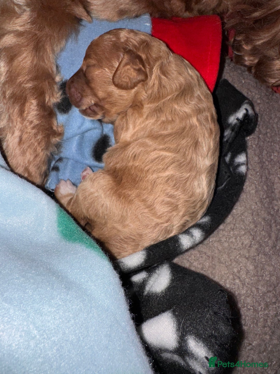 Cockapoo dogs for sale: Red Cockapoo girls F1b - Advert 11