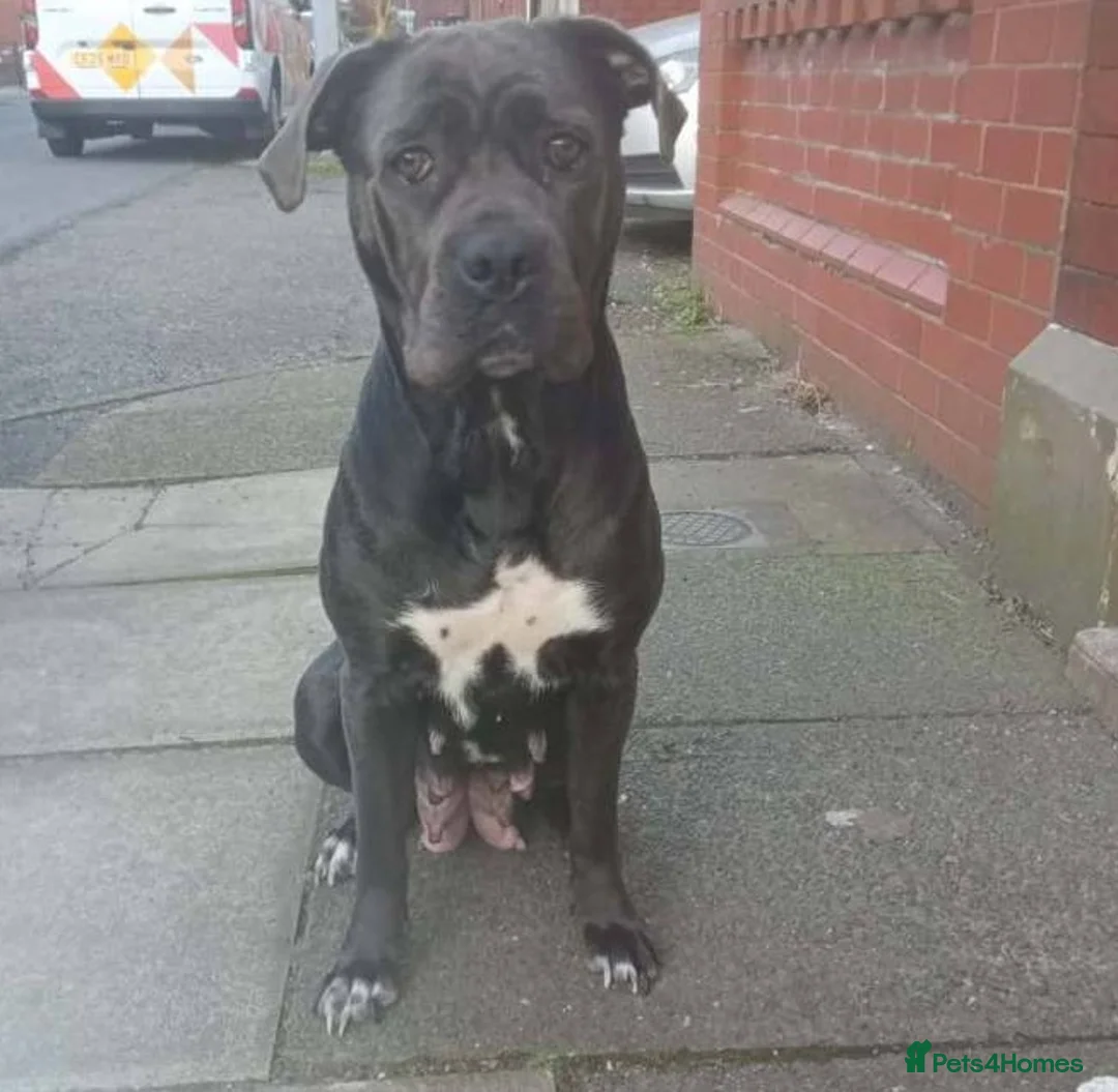 Cane Corso dogs for sale: From Our Home to Yours-Cane Corso Puppies in London - Advert 10