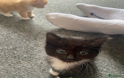 British Shorthair cats for sale: 5 Beautiful Kittens - ** 2 Kittens Left ** - Image 5