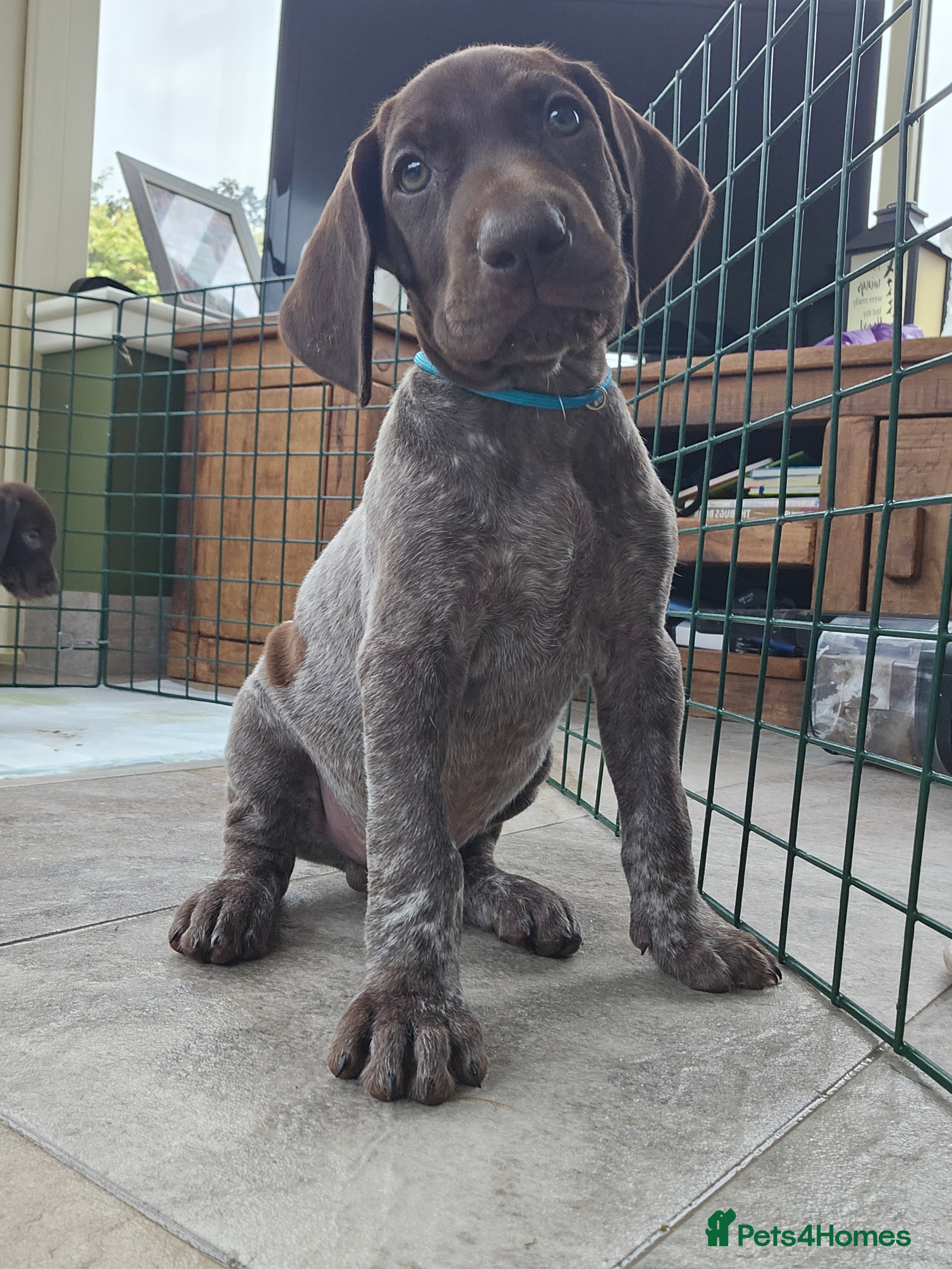 German Shorthaired Pointer dogs Ready for new home soon! - Advert 2